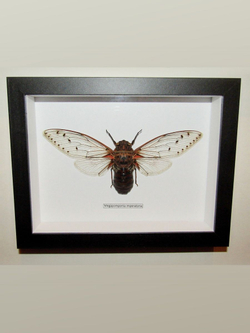 Цикада Гигантская в рамке