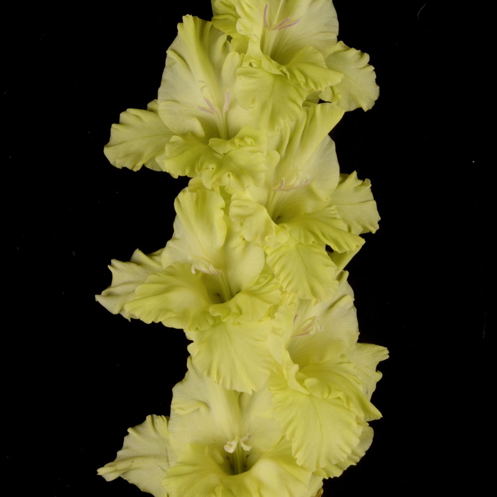 Гладиолус крупноцветковый Кипарис