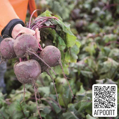 Водан F1 семена свеклы (Bejo / Бейо)