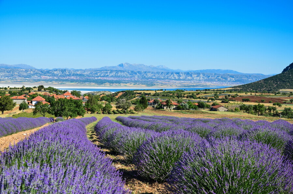 Лавандовые поля и озеро Салда