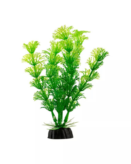 Растение зеленая метелочка  4*10см