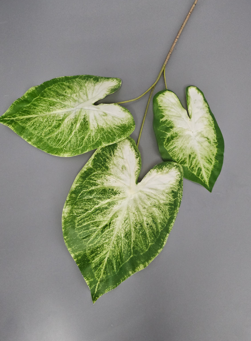 Каладиум / Арт 6338