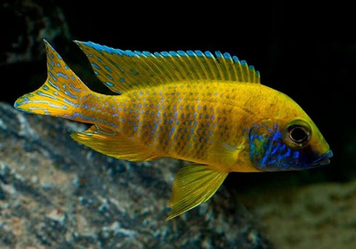 Аулонокара Бенши