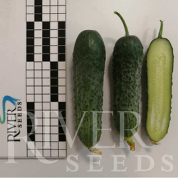 Огурец Герич F1 7шт ВитаГрин ЭКСТРА