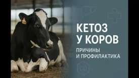 Кетоз КРС