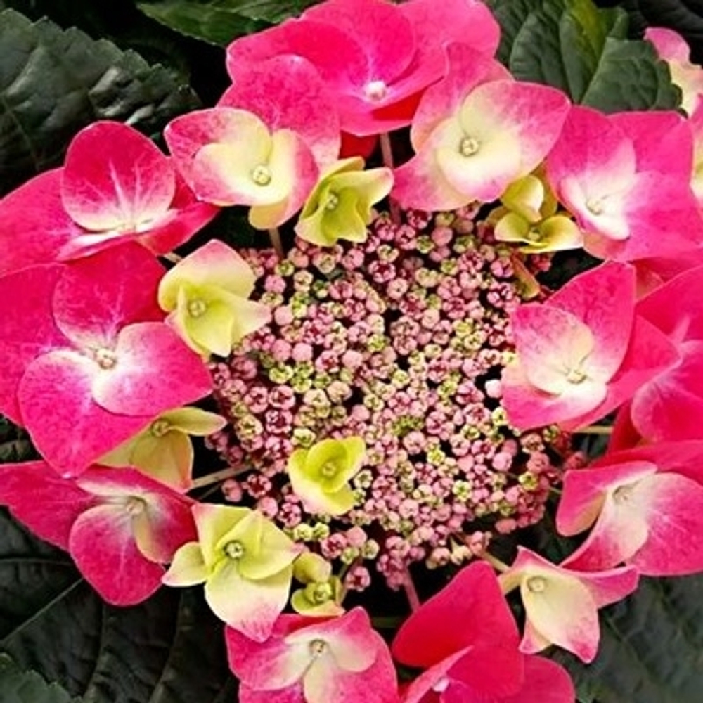 Frisbee Hot Pink/Фрисби Хот Пинк