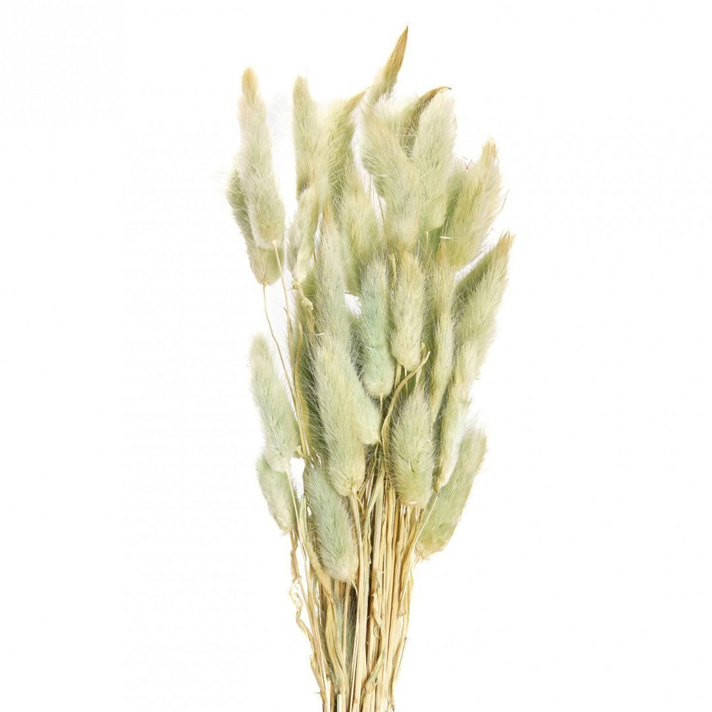 Сухоцветы ЛАГУРУС 65см 34гр СВЕТЛЫЙ №2