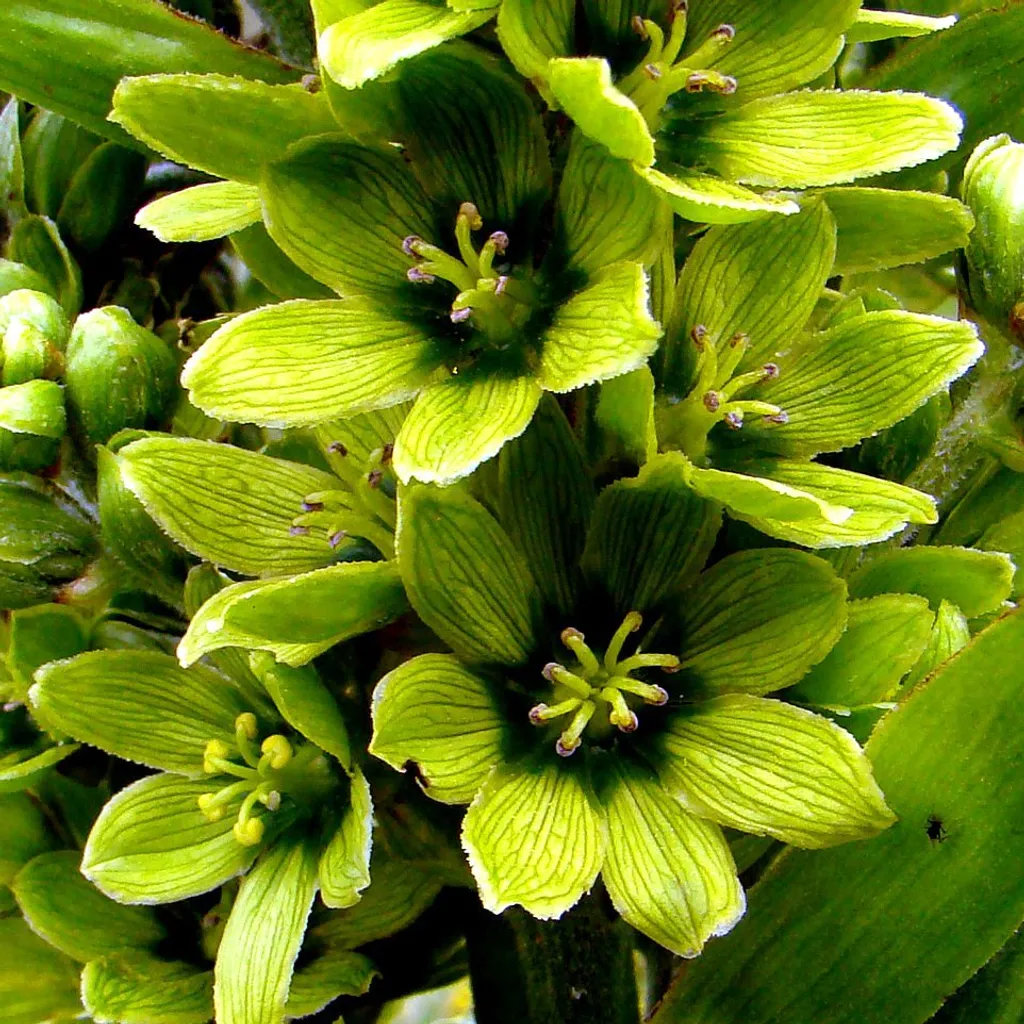 Чемерица лобеля (кукольник)