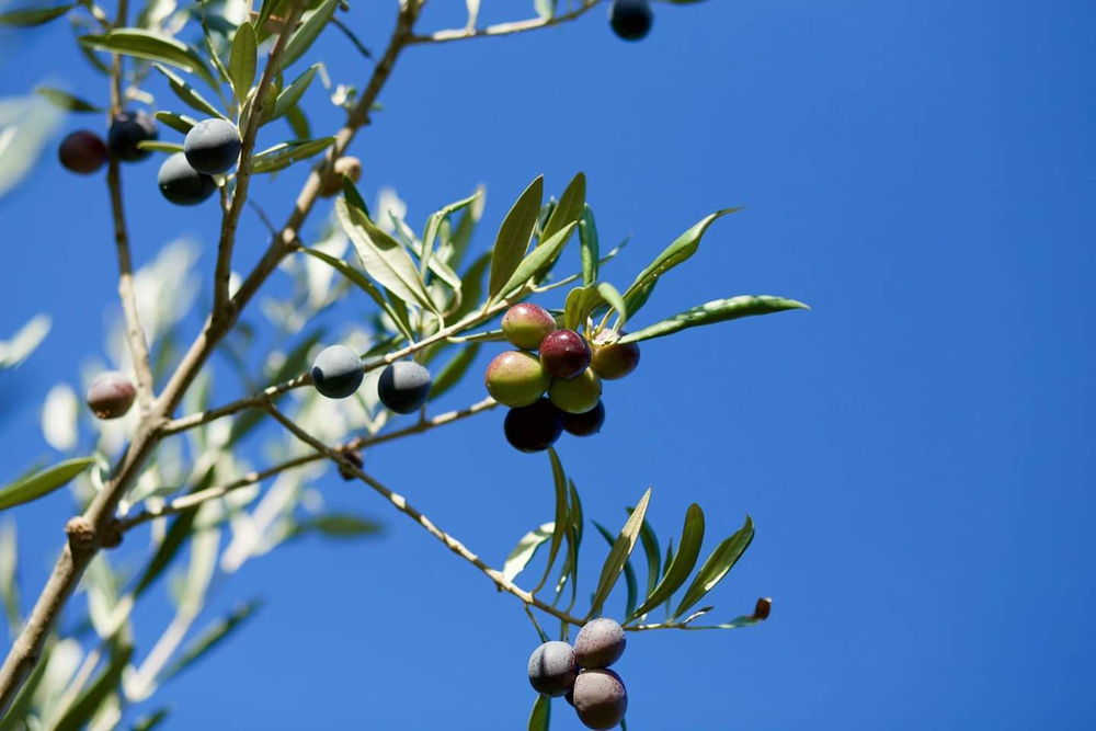 Оливковое масло BONO Qitterra 500мл Сицилия