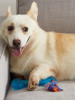 Petstages игрушка для собак "ОРКА косточка" большая 23 см