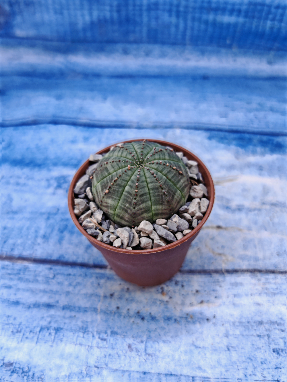 Euphorbia Obesa (Эуфорбия)