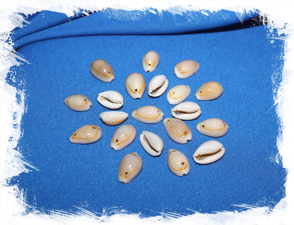 Ципреи Аннулус с 2 отверстиями 20шт