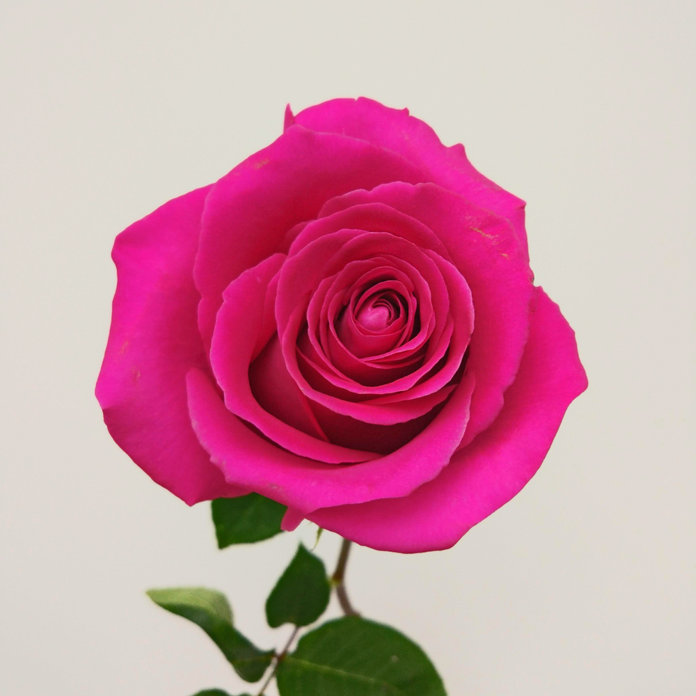 Роза малиновая Pink Floyd