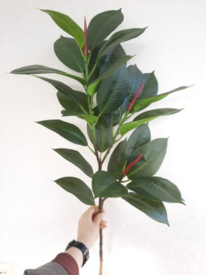 Фикус каучуконосный / Арт 3051