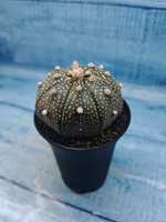 Astrophytum Asterias (Астрофитум)