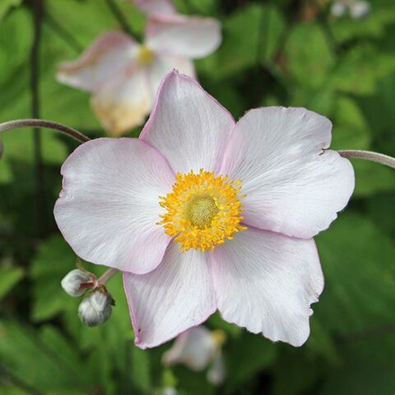 Анемона войлочная "Robustissima". Anemone tomentosa "Robustissima".