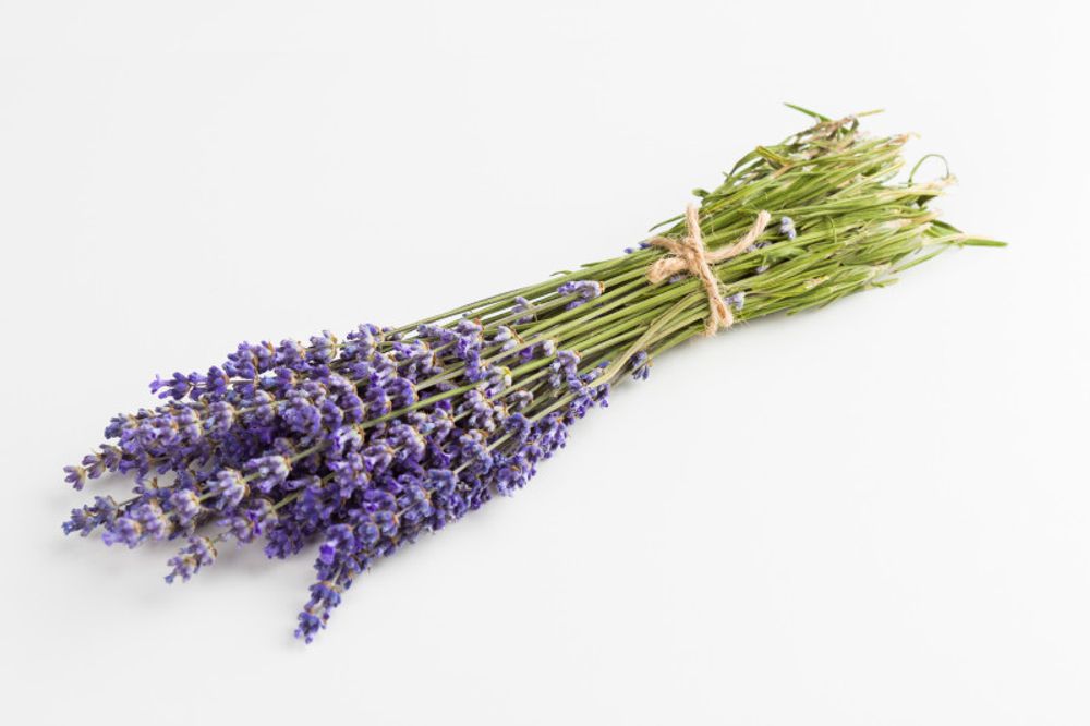 lavender-flowers-isolated-white-background.jpg