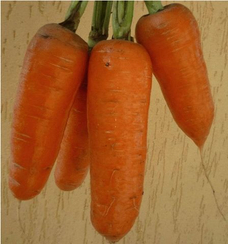 Шантиклер F1 семена моркови курода/шантане (Sakata / Саката)