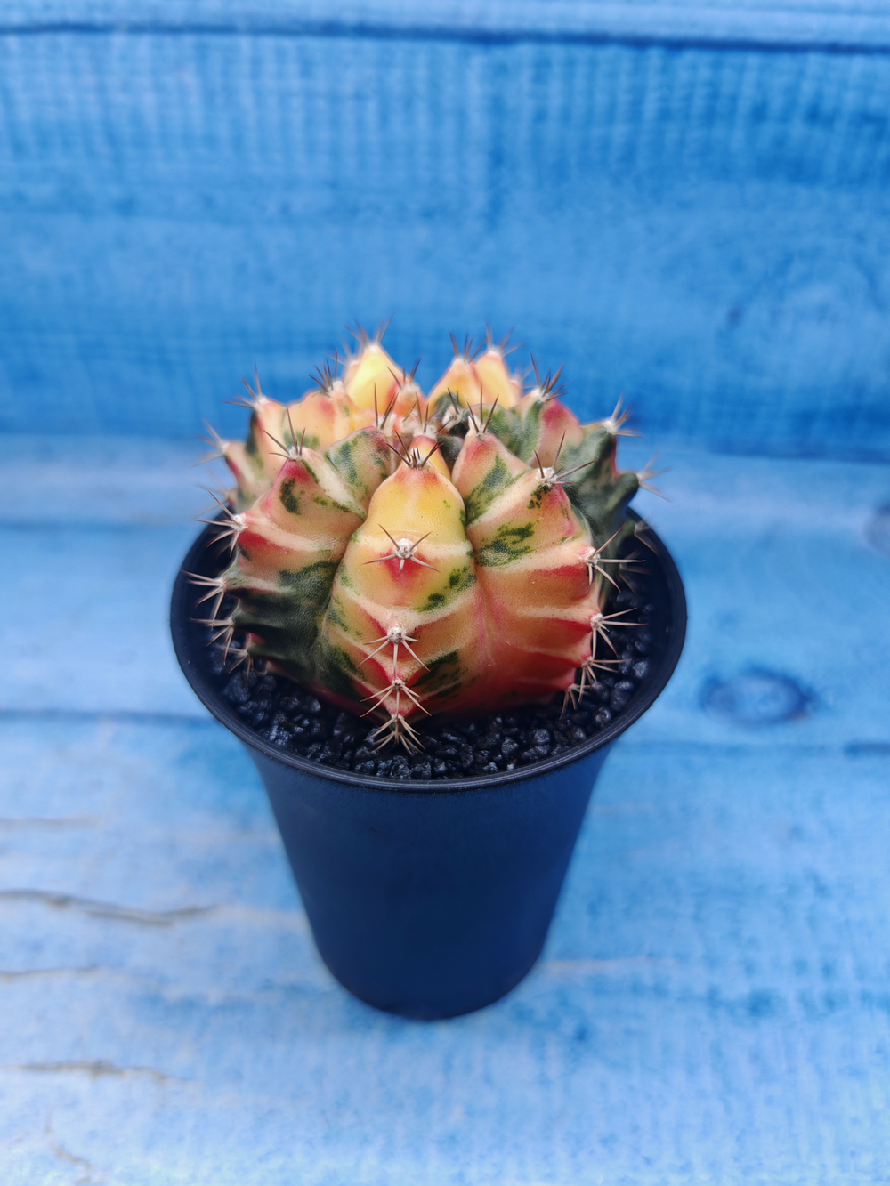Gymnocalycium Variegata (Гимнокалициум Вариегатный)
