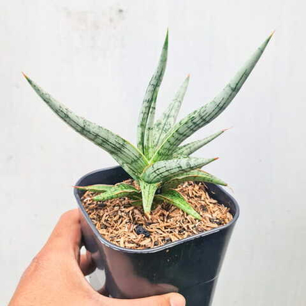 Сансевиерия MANDALICA