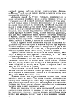 Свиноводство | Редькин Андрей Петрович