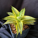 Сансевиерия GABRIELLA YELLOW VAR