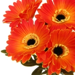 Цветы искусственные «Natur» 33см Герберы 7шт оранжевые