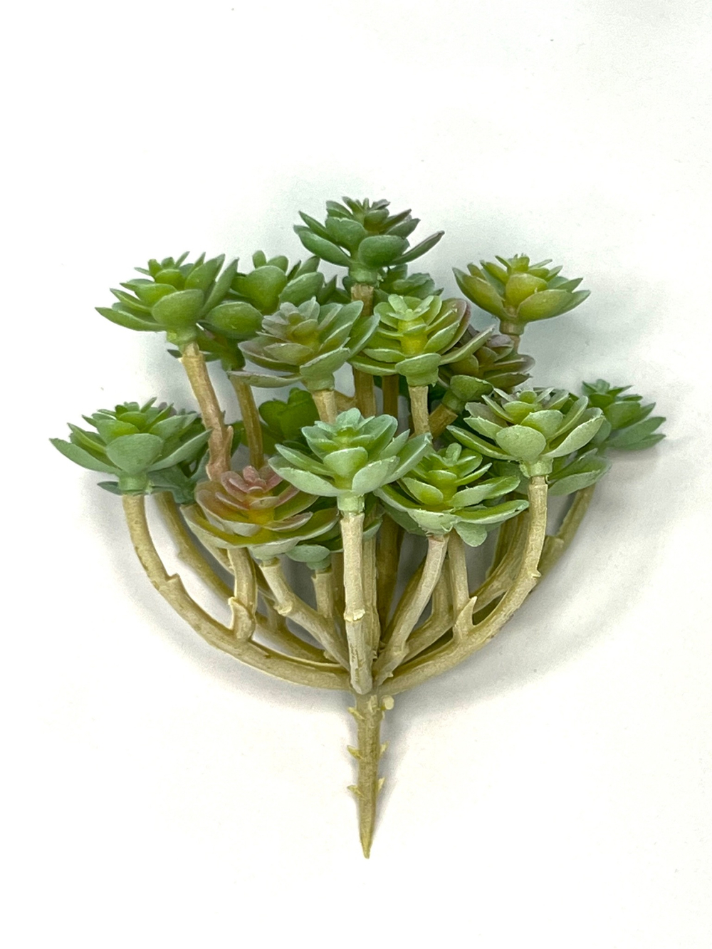 Суккулент 105 сизо-розовый