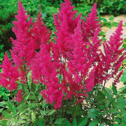Астильба японская Elizabeth Van Veen