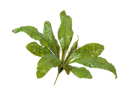 Асплениум Натуральный куст д-70, в-30 см (Sensitive Botanic) 12/48 20.03150250