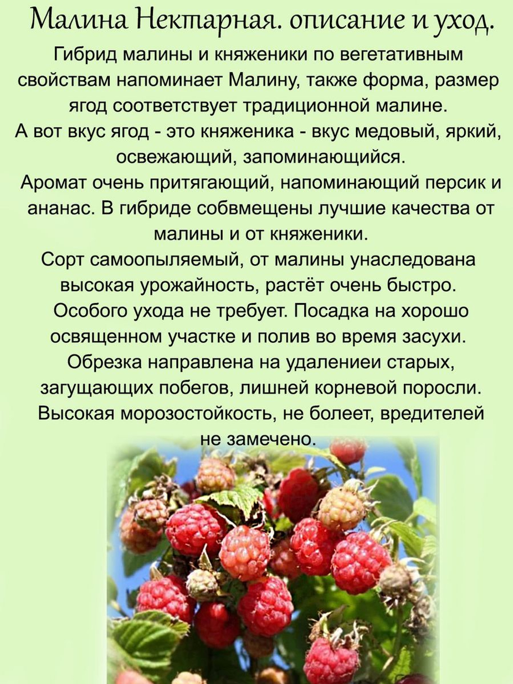 Малина Нектарная гибрид малины и княженики