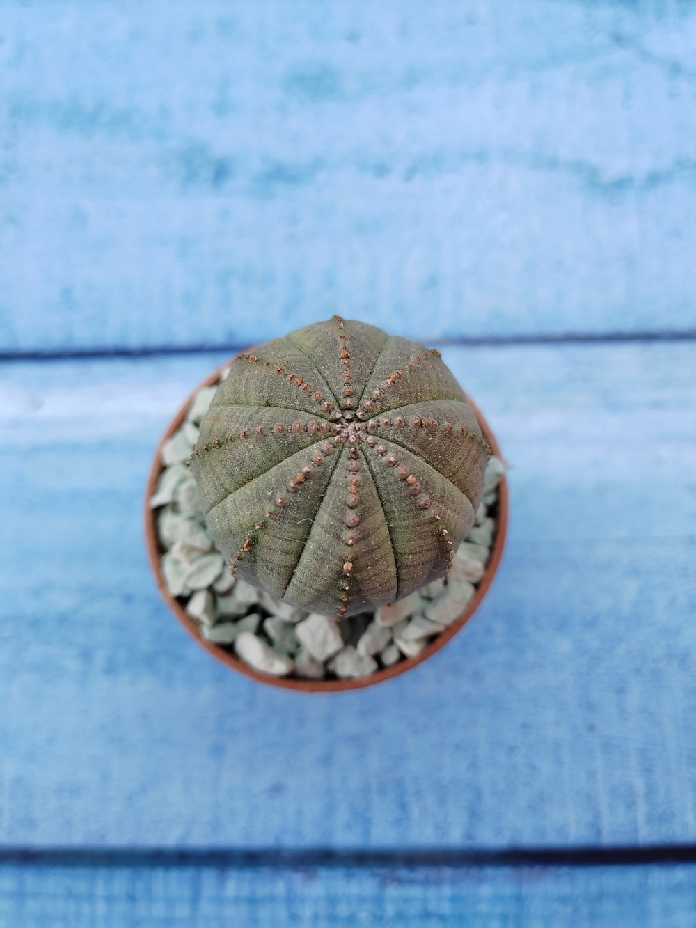 Euphoria Obesa (Эуфорбия)