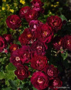 Леа Мэж (Lea Mege)