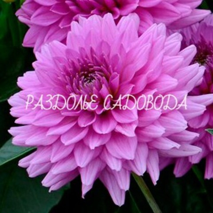 Георгина декоративная Клодетт