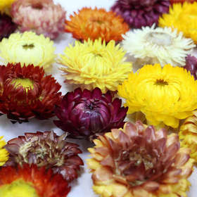 Сушеные цветки хризантемы. 20 гр