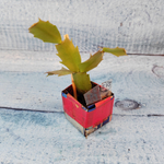 Schlumbergera Thor Vita (Декабрист)