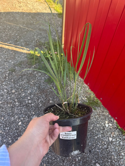 Вейник остроцветковый Карл Форстера С2 Закупка М39 июнь 2026