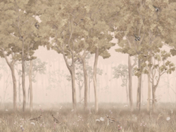 Коллекция Aurora