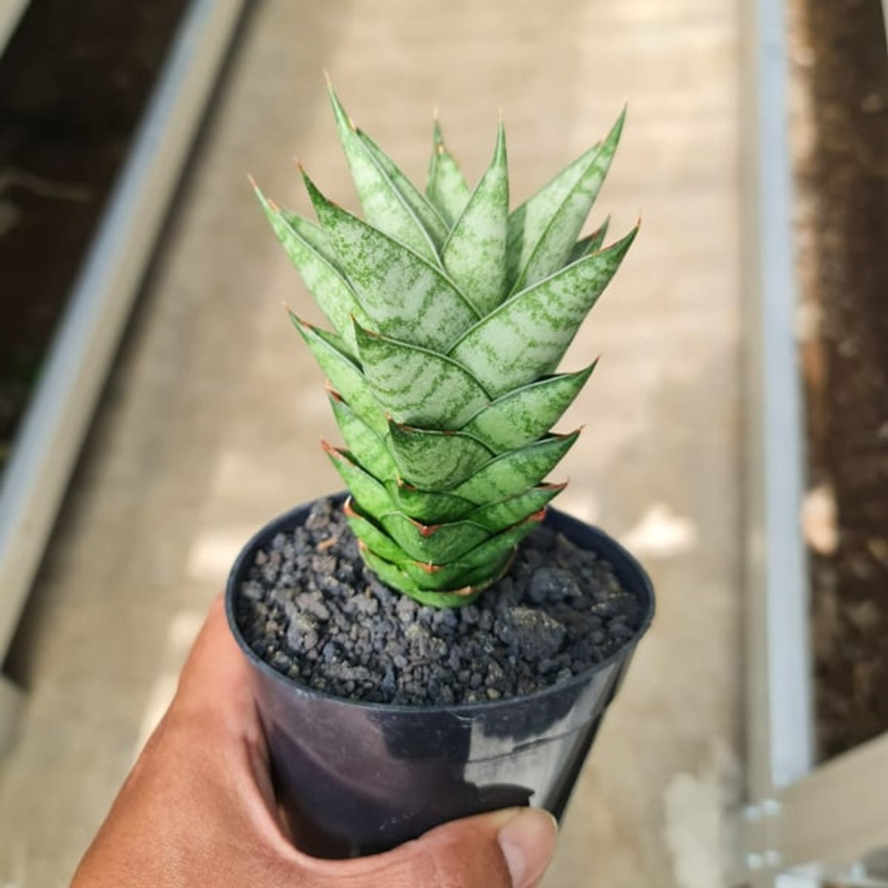 Сансевиерия PAGODA