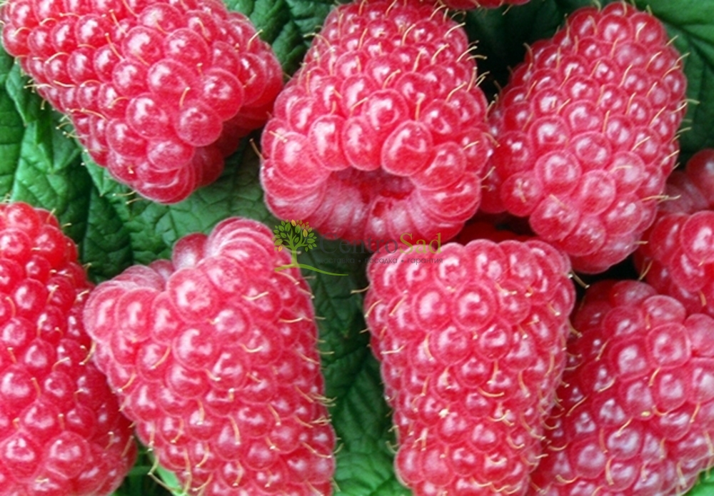 Малина ремонтантная Карамелька саженец