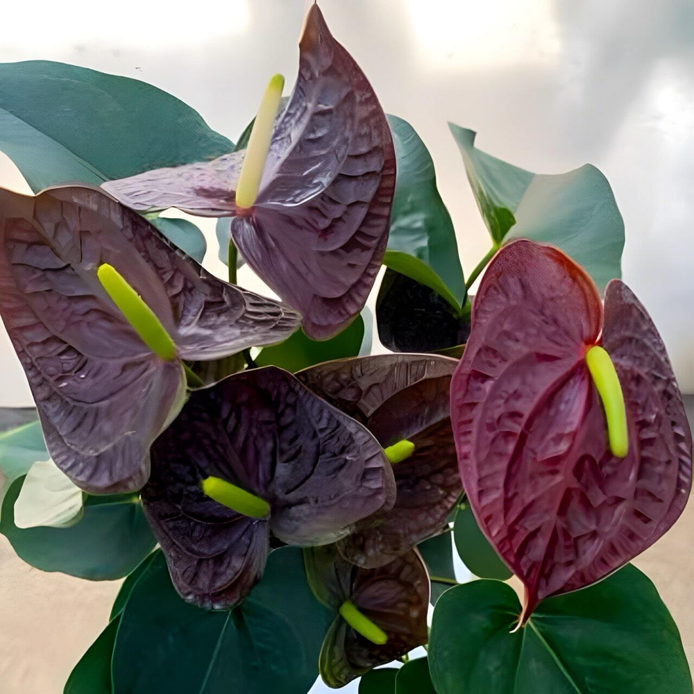 Антуриум Андре SEMPRE