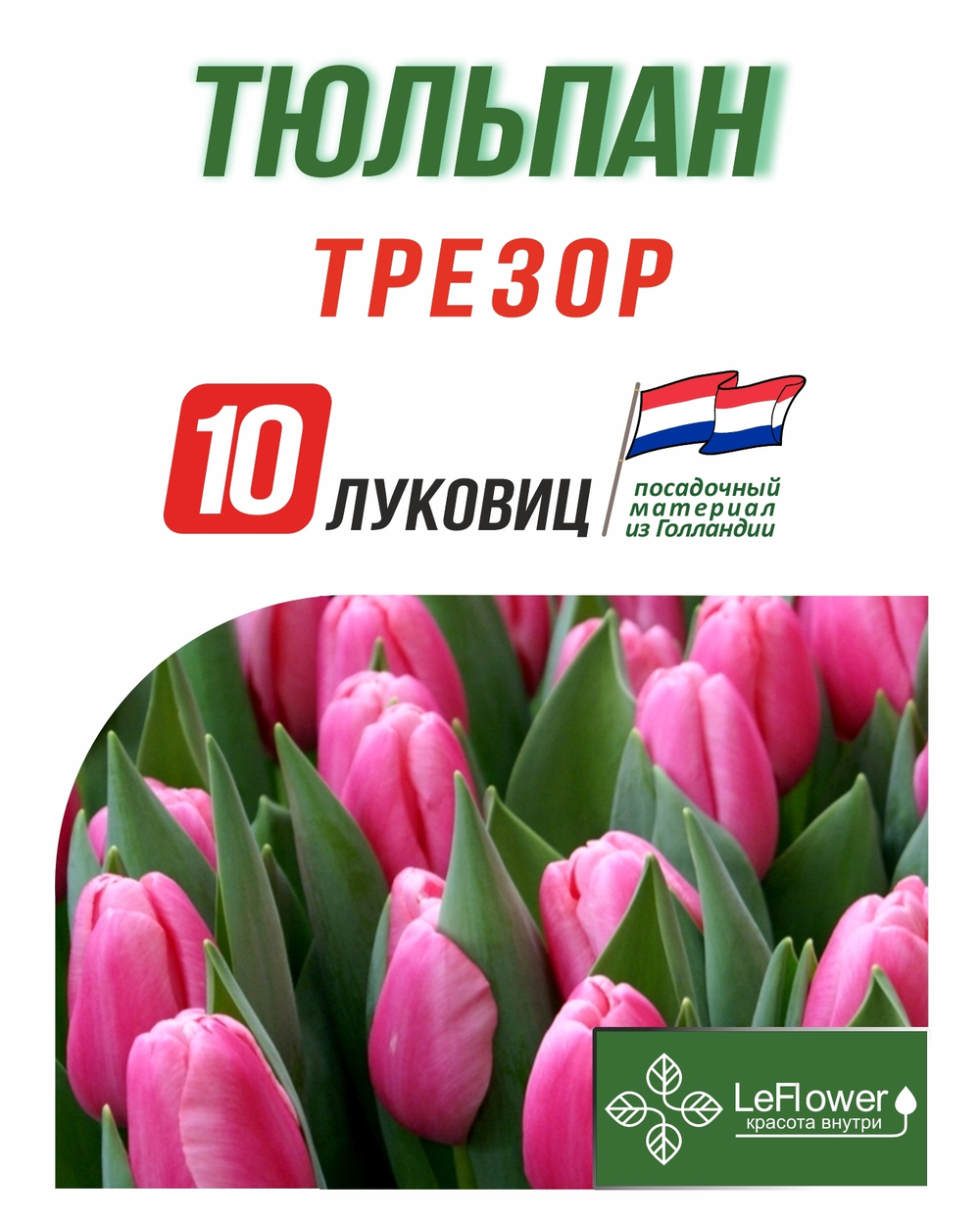 Тюльпан, Трезор 10 луковиц