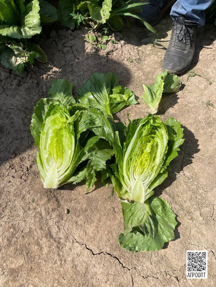 Кранчита семена салата ромэн (Rijk Zwaan / Райк Цваан) в поле – фото 12