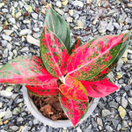 Аглаонема COCHIN RED