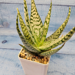 Aloe Bronze Lizard (Алоэ)