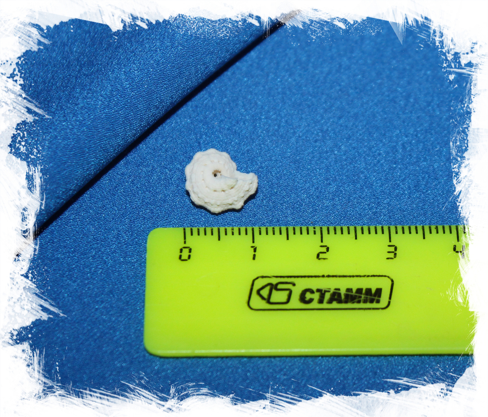 Лиотина депресса (Liotina depressa) размер