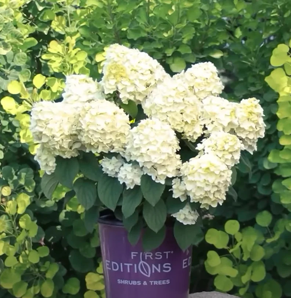 Гортензия метельчатая Литл хотти-Маленькая красотка ( Hydrangea paniculata Little Hottie )