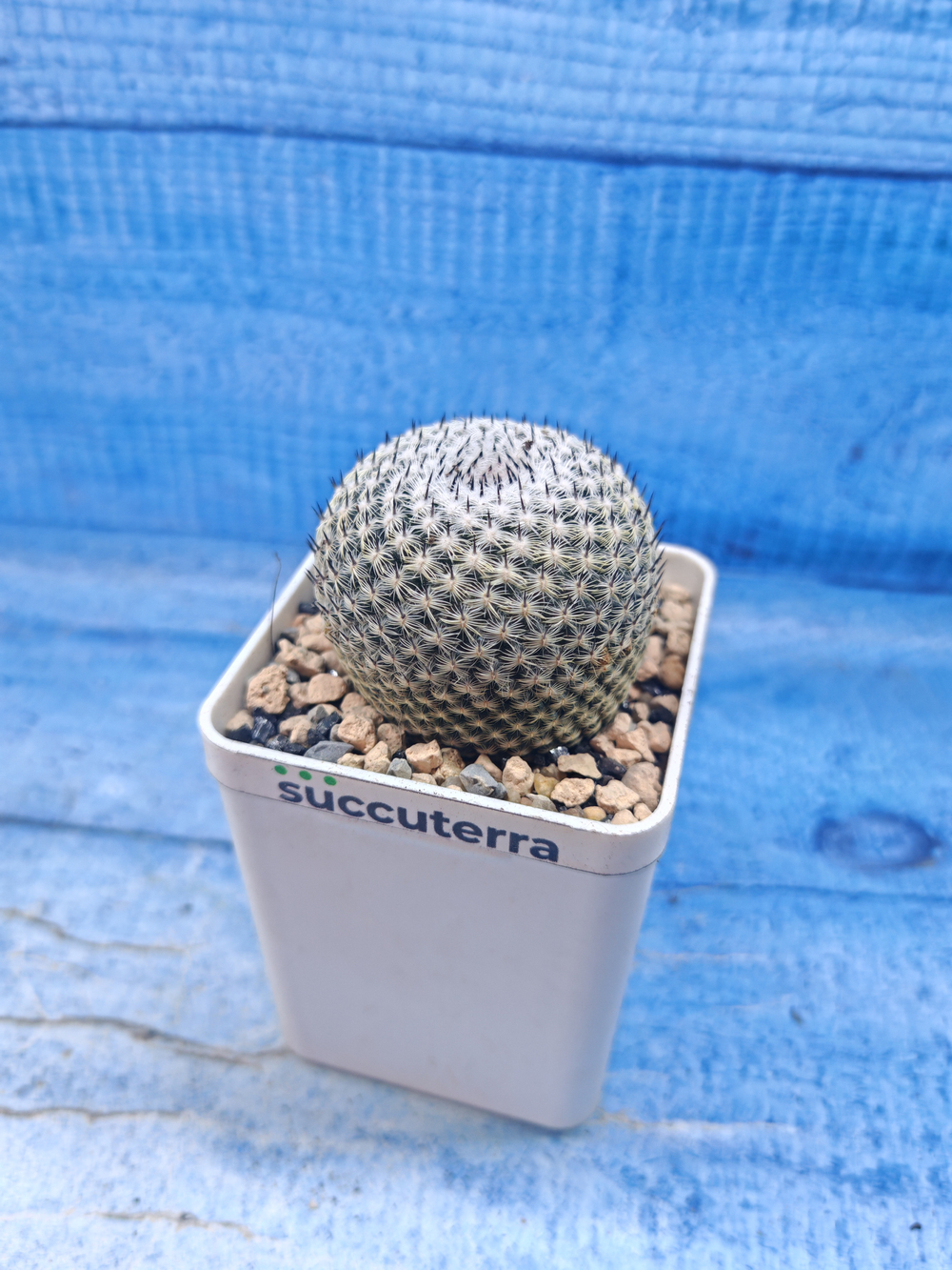 Mammillaria Microthele Superfina (Маммилярия)