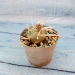 Tephrocactus Articulatus Papyracanthus (Тефрокактус)