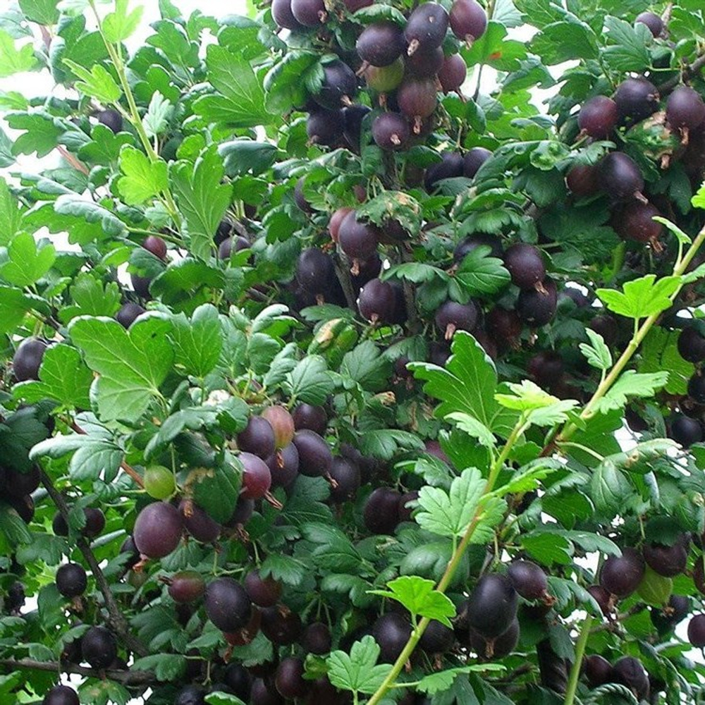 Крыжовник КОМАНДОР (ВЛАДИЛ)